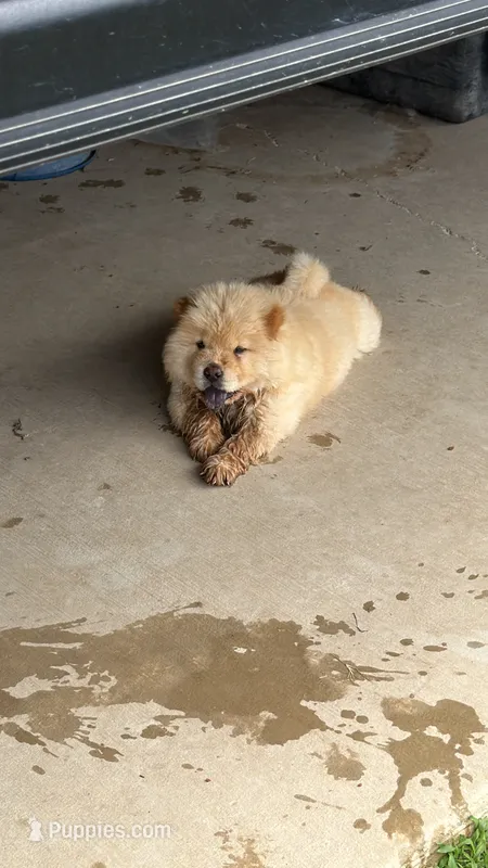 saint – Chow Chow puppy for sale in Dallas, TX