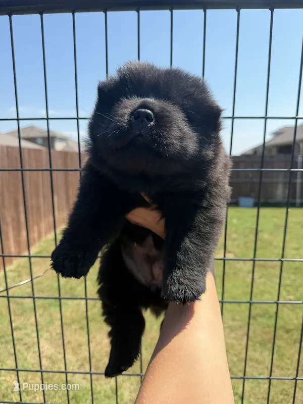 mila – Chow Chow puppy for sale in Dallas, TX