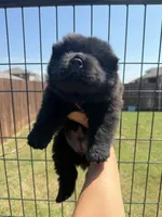 mila, a female Chow Chow for sale in Dallas, TX – 1 of 1