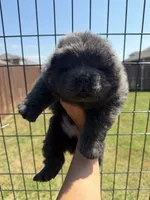 storm, a male Chow Chow for sale in Dallas, TX – 1 of 1