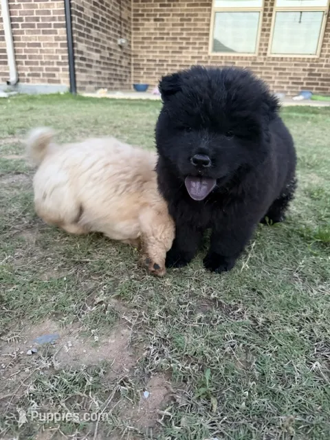 mila – Chow Chow puppy for sale in Dallas, TX
