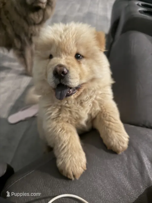 saint – Chow Chow puppy for sale in Dallas, TX