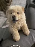 saint, a male Chow Chow for sale in Dallas, TX – 6 of 6