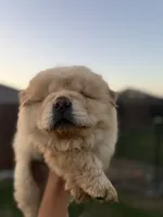 saint, a male Chow Chow for sale in Dallas, TX – 4 of 6