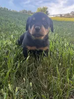 Male, a male Rottweiler for sale in California, MO – 2 of 4