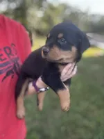 Boy-Lime , a male Rottweiler for sale in California, MO – 2 of 2