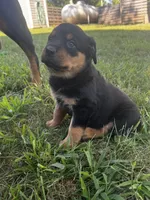 Boy-gray , a male Rottweiler for sale in California, MO – 4 of 4