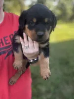 Boy-gray , a male Rottweiler for sale in California, MO – 2 of 4