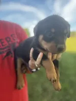 Boy-dark  green , a male Rottweiler for sale in California, MO – 1 of 3