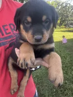 Male, a male Rottweiler for sale in California, MO – 3 of 4