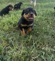 Boy-dark  green , a male Rottweiler for sale in California, MO – 2 of 3