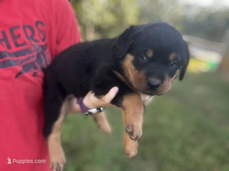Boy-gray  – Rottweiler puppy for sale in California, MO