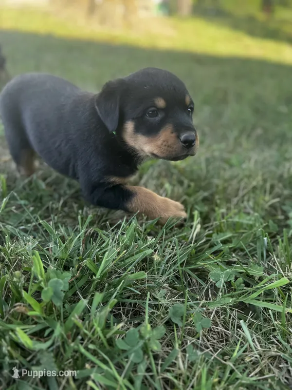 Boy-Lime  – Rottweiler puppy for sale in California, MO