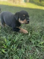 Boy-Lime , a male Rottweiler for sale in California, MO – 1 of 2