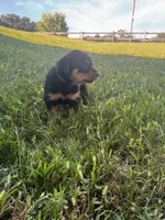 Boy-dark  green , a male Rottweiler for sale in California, MO – 3 of 3