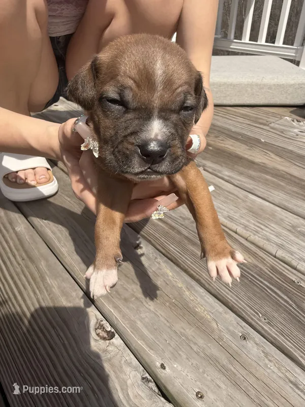 Caramello  – American Pit Bull Terrier, Black Mouth Cur puppy for sale in Quaker Hill, CT
