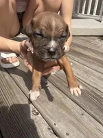 Caramello , a male American Pit Bull Terrier and Black Mouth Cur for sale in Quaker Hill, CT – Photo 1 of 2