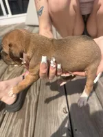 Caramello , a male American Pit Bull Terrier and Black Mouth Cur for sale in Quaker Hill, CT – Photo 2 of 2