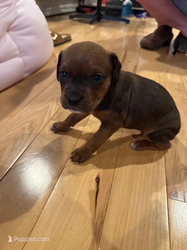 Mocha – American Pit Bull Terrier, Black Mouth Cur puppy for sale in Quaker Hill, CT