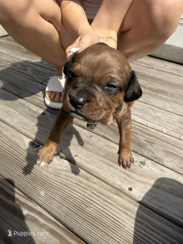 Mocha – American Pit Bull Terrier, Black Mouth Cur puppy for sale in Quaker Hill, CT