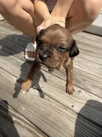 Mocha, a female American Pit Bull Terrier and Black Mouth Cur for sale in Quaker Hill, CT – Photo 1 of 2