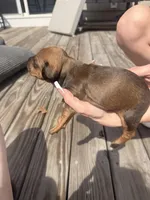 Mocha, a female American Pit Bull Terrier and Black Mouth Cur for sale in Quaker Hill, CT – Photo 2 of 2
