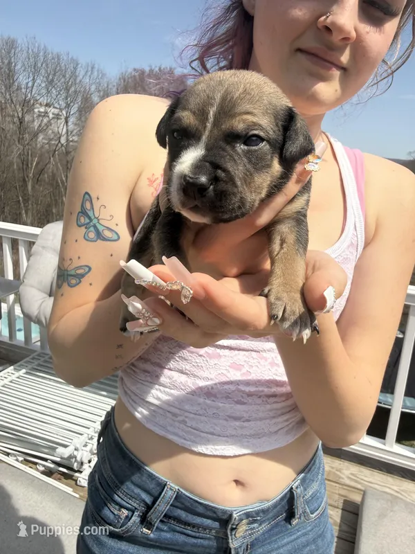 Oreo – American Pit Bull Terrier, Black Mouth Cur puppy for sale in Quaker Hill, CT