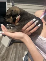 Oreo, a male American Pit Bull Terrier and Black Mouth Cur for sale in Quaker Hill, CT – Photo 2 of 2