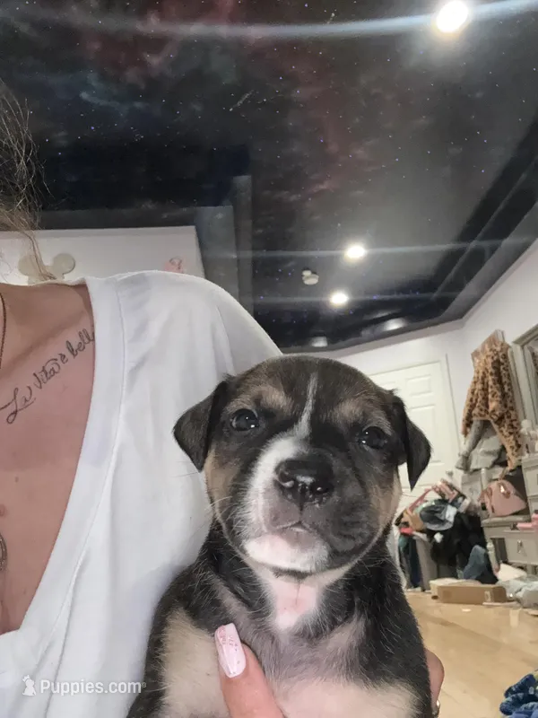 Oreo – American Pit Bull Terrier, Black Mouth Cur puppy for sale in Quaker Hill, CT