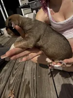 KitKat , a female American Pit Bull Terrier and Black Mouth Cur for sale in Quaker Hill, CT – Photo 4 of 4