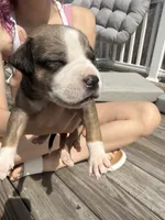 KitKat , a female American Pit Bull Terrier and Black Mouth Cur for sale in Quaker Hill, CT – Photo 2 of 4