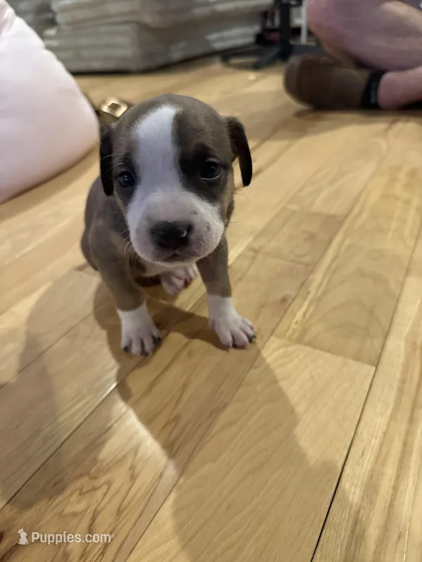 KitKat  – American Pit Bull Terrier, Black Mouth Cur puppy for sale in Quaker Hill, CT