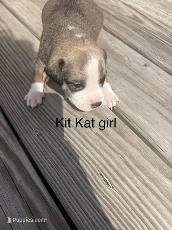 KitKat  – American Pit Bull Terrier, Black Mouth Cur puppy for sale in Quaker Hill, CT