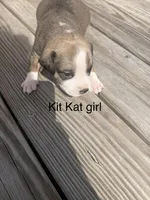 KitKat , a female American Pit Bull Terrier and Black Mouth Cur for sale in Quaker Hill, CT – Photo 1 of 4