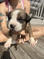 KitKat , a female American Pit Bull Terrier and Black Mouth Cur for sale in Quaker Hill, CT – Photo 3 of 4