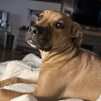 Snickers, a female American Pit Bull Terrier and Mountain Cur for sale in Quaker Hill, CT – Photo 2 of 3