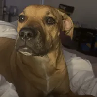 Snickers, a female American Pit Bull Terrier and Mountain Cur for sale in Quaker Hill, CT – Photo 1 of 3