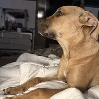 Snickers, a female American Pit Bull Terrier and Mountain Cur for sale in Quaker Hill, CT – Photo 3 of 3