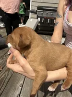 Peanut butter , a male American Pit Bull Terrier and Black Mouth Cur for sale in Quaker Hill, CT – Photo 3 of 3