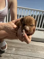 Peanut butter , a male American Pit Bull Terrier and Black Mouth Cur for sale in Quaker Hill, CT – Photo 2 of 3
