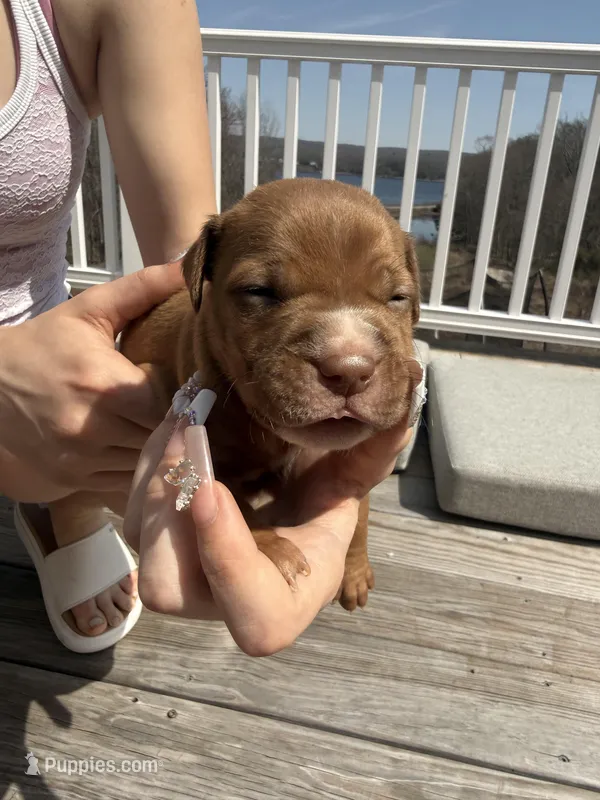 Peanut butter  – American Pit Bull Terrier, Black Mouth Cur puppy for sale in Quaker Hill, CT