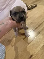 Cocoa , a female American Pit Bull Terrier and Black Mouth Cur for sale in Quaker Hill, CT – 5 of 5