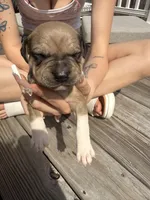 Cocoa , a female American Pit Bull Terrier and Black Mouth Cur for sale in Quaker Hill, CT – Photo 1 of 3