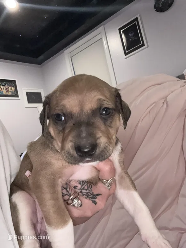 Cocoa  – American Pit Bull Terrier, Black Mouth Cur puppy for sale in Quaker Hill, CT