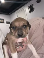 Cocoa , a female American Pit Bull Terrier and Black Mouth Cur for sale in Quaker Hill, CT – 1 of 5