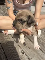 Cocoa , a female American Pit Bull Terrier and Black Mouth Cur for sale in Quaker Hill, CT – Photo 3 of 3
