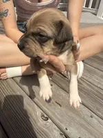 Cocoa , a female American Pit Bull Terrier and Black Mouth Cur for sale in Quaker Hill, CT – Photo 2 of 3
