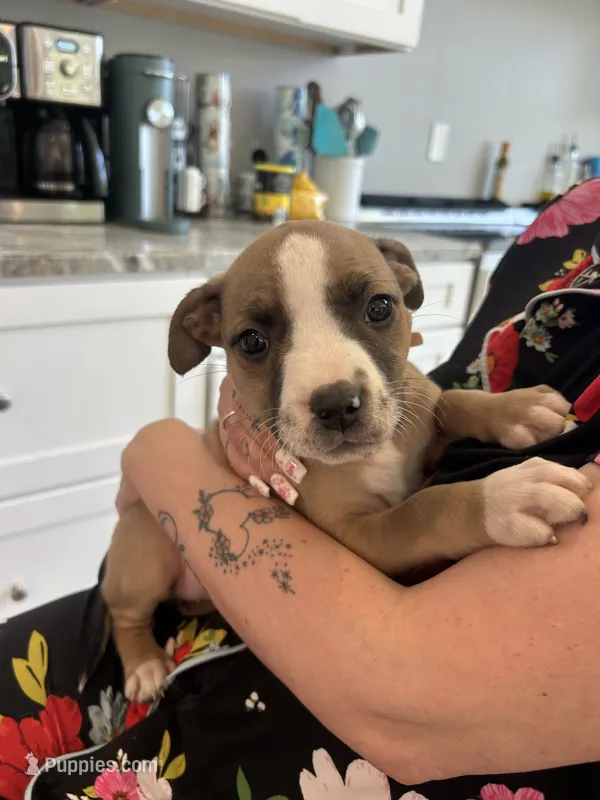 Cookies and cream  – American Pit Bull Terrier, Black Mouth Cur puppy for sale in Quaker Hill, CT