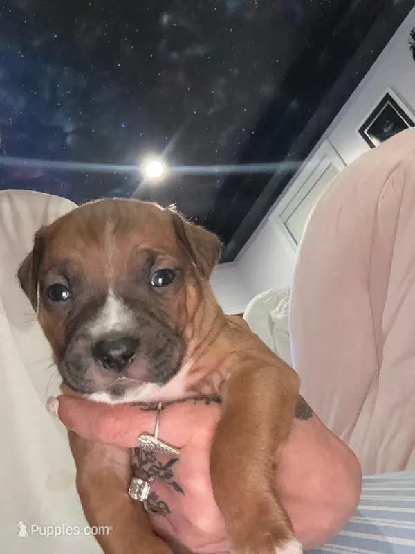 Caramello  – American Pit Bull Terrier, Black Mouth Cur puppy for sale in Quaker Hill, CT