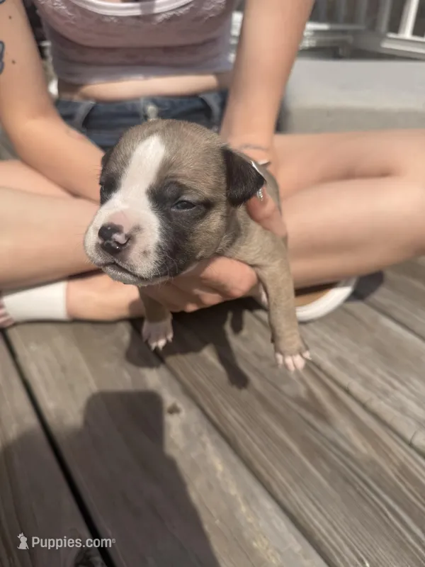 Cookies and cream  – American Pit Bull Terrier, Black Mouth Cur puppy for sale in Quaker Hill, CT